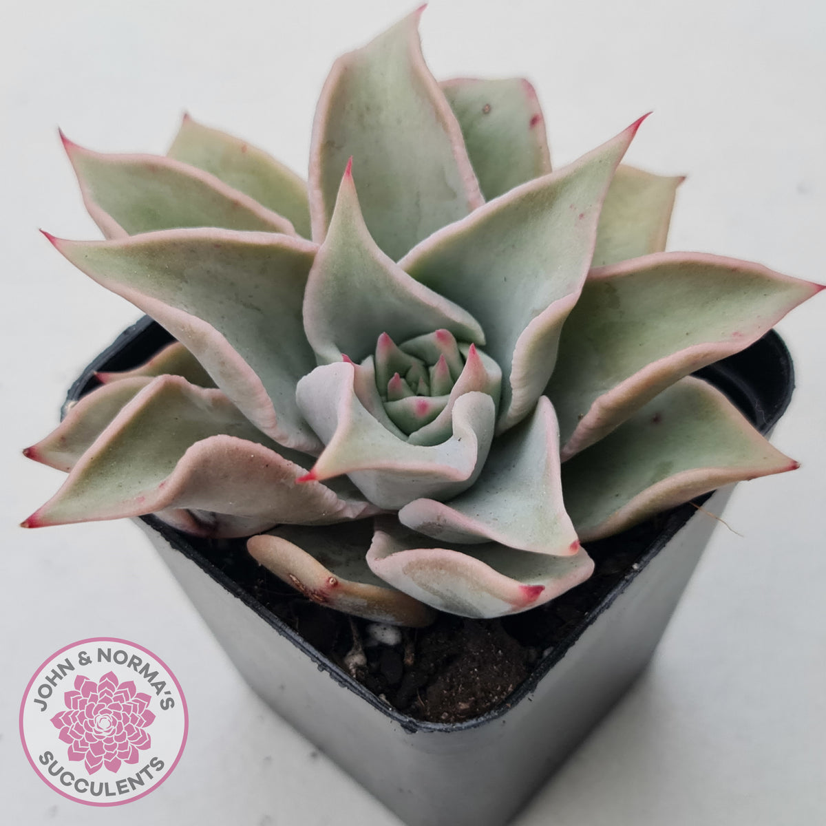 Echeveria 'Madiba' - Pink Lips