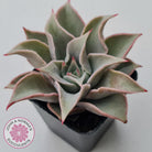 Echeveria 'Madiba' - Pink Lips