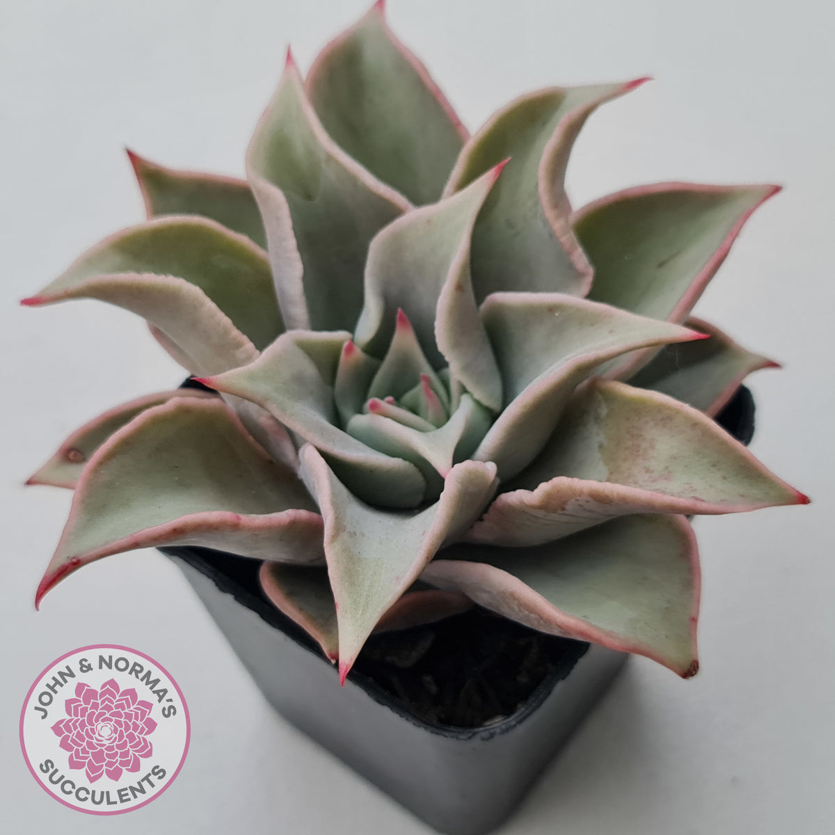 Echeveria 'Madiba' - Pink Lips