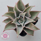 Echeveria 'Madiba' - Pink Lips