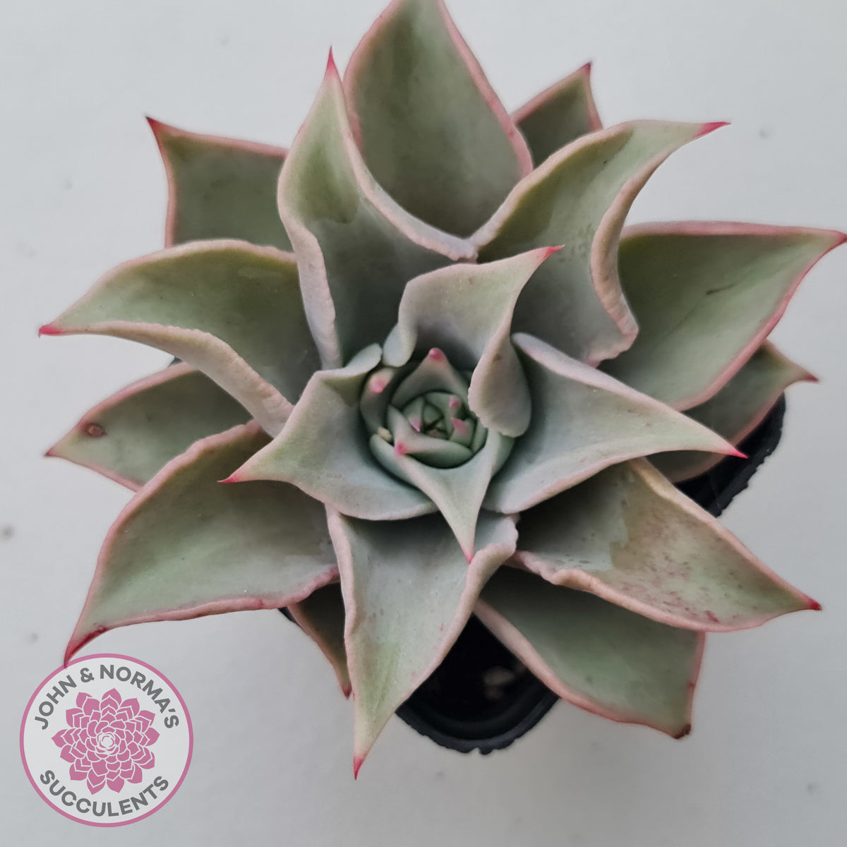 Echeveria 'Madiba' - Pink Lips
