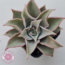 Load image into Gallery viewer, Echeveria &#39;Madiba&#39; - Pink Lips
