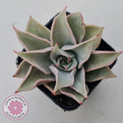 Echeveria 'Madiba' - Pink Lips