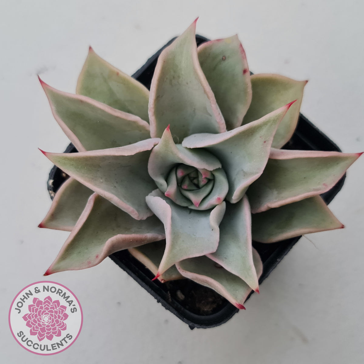 Echeveria 'Madiba' - Pink Lips