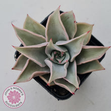 Load image into Gallery viewer, Echeveria &#39;Madiba&#39; - Pink Lips
