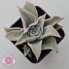 Echeveria 'Madiba' - Pink Lips