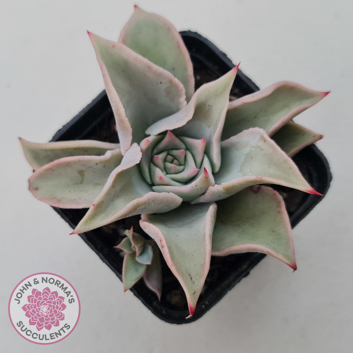 Echeveria 'Madiba' - Pink Lips