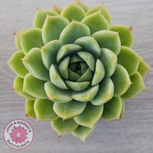 Load image into Gallery viewer, Echeveria Malgan
