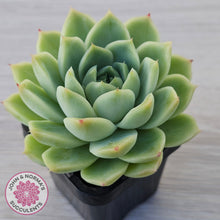 Load image into Gallery viewer, Echeveria Malgan
