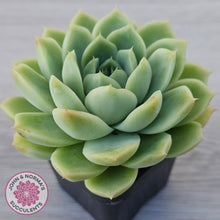 Load image into Gallery viewer, Echeveria Malgan
