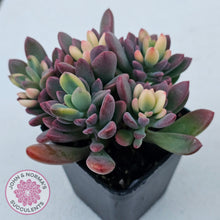 Load image into Gallery viewer, Echeveria manaudes variegated
