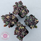 Echeveria manaudes variegated
