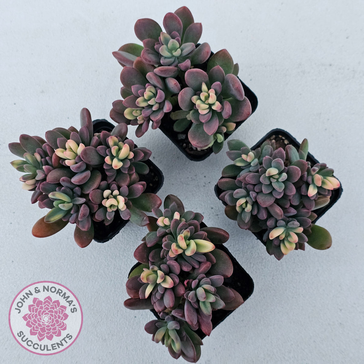 Echeveria manaudes variegated