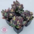 Echeveria manaudes variegated