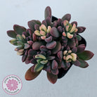 Echeveria manaudes variegated