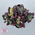 Echeveria manaudes variegated