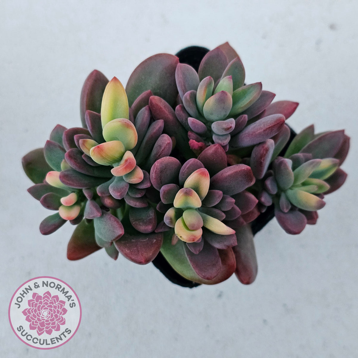 Echeveria manaudes variegated