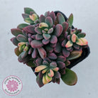 Echeveria manaudes variegated