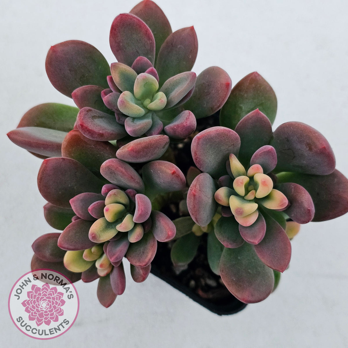 Echeveria manaudes variegated