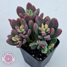 Load image into Gallery viewer, Echeveria manaudes variegated
