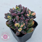 Echeveria manaudes variegated
