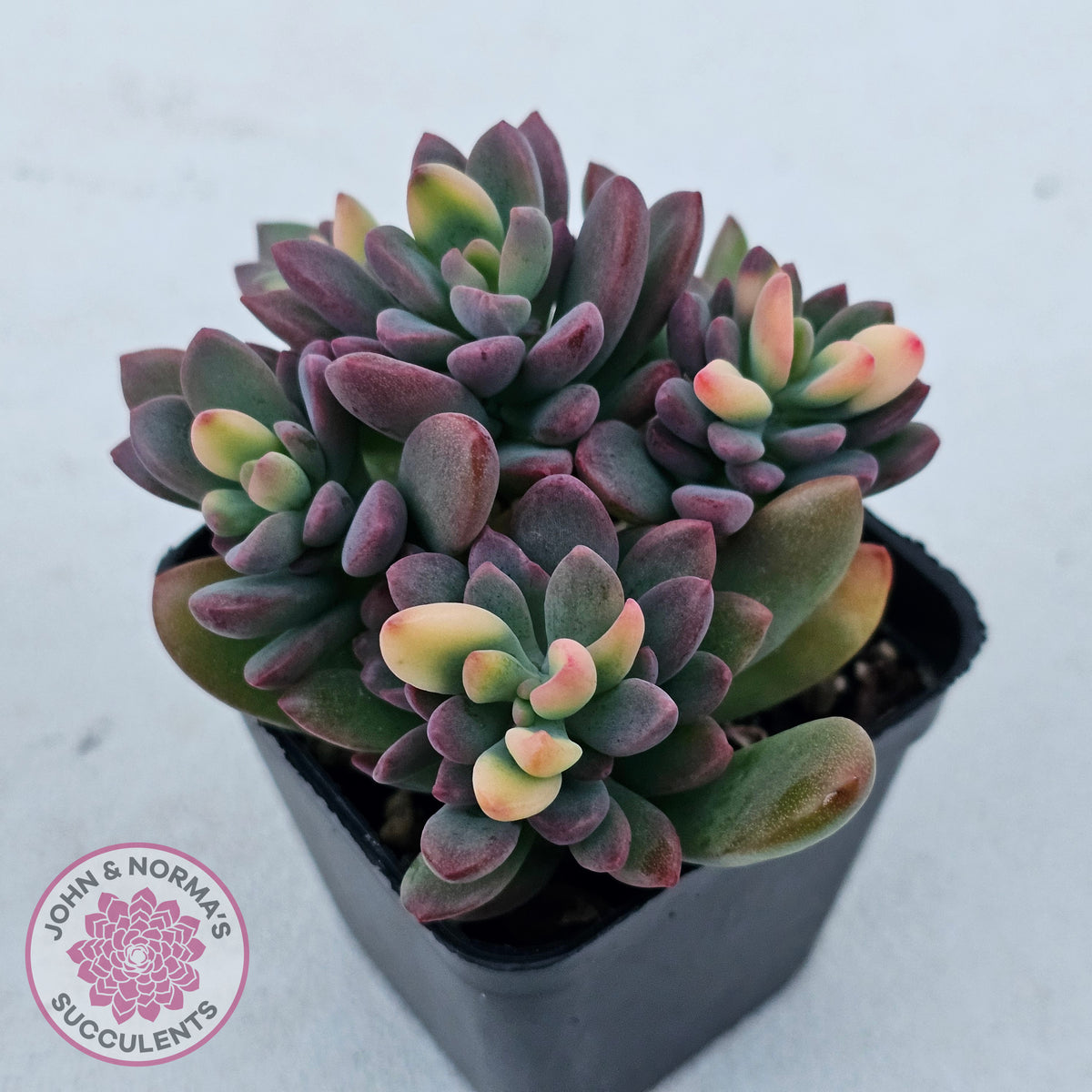 Echeveria manaudes variegated