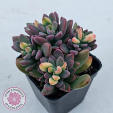 Load image into Gallery viewer, Echeveria manaudes variegated
