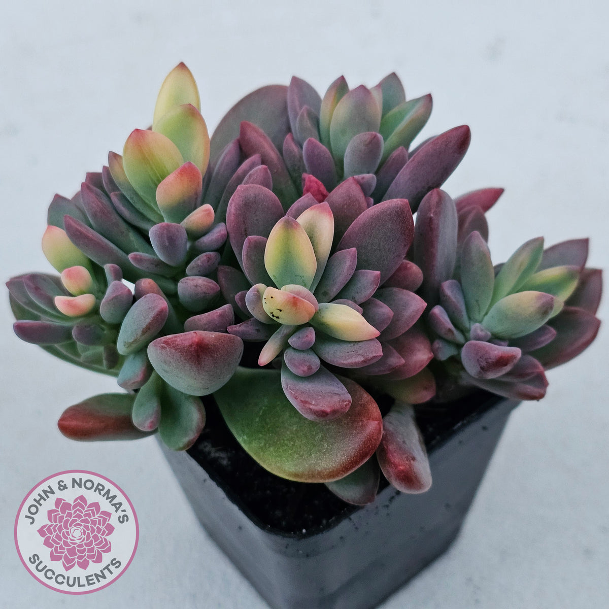 Echeveria manaudes variegated