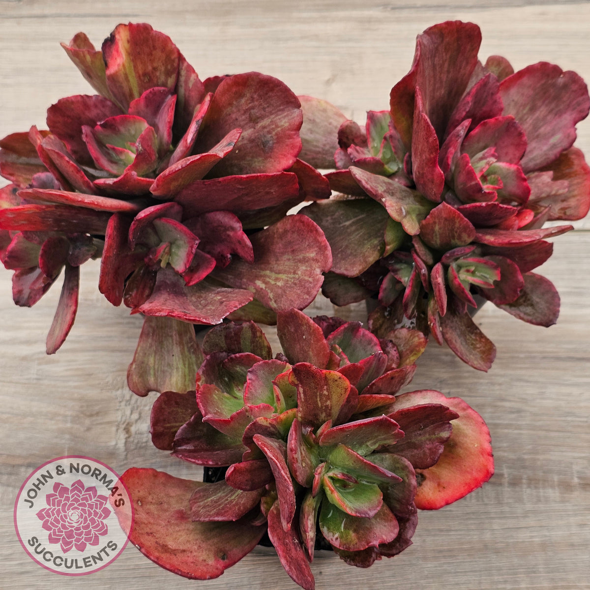 Echeveria Marijah Red & White Variegata