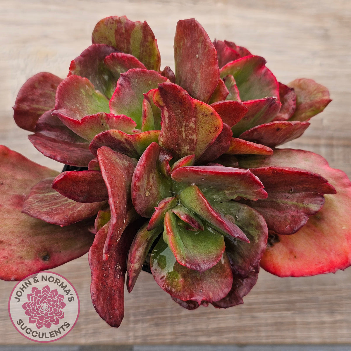 Echeveria Marijah Red & White Variegata