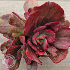 Echeveria Marijah Red & White Variegata