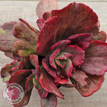 Load image into Gallery viewer, Echeveria Marijah Red &amp; White Variegata
