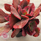 Echeveria Marijah Red & White Variegata