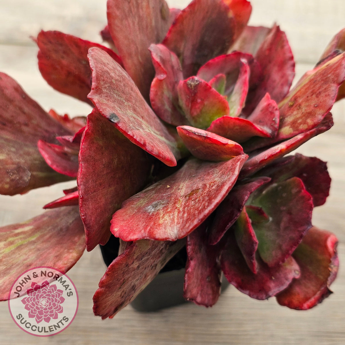 Echeveria Marijah Red & White Variegata