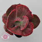 Echeveria Marijah Red & White Variegata