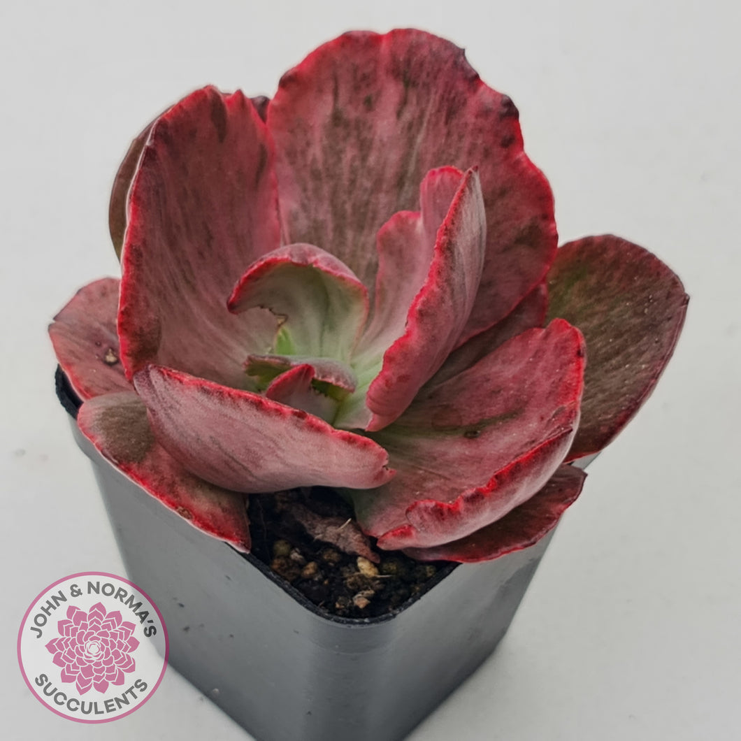 Echeveria Marijah Red & White Variegata