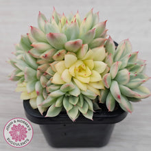 Load image into Gallery viewer, Echeveria Mebina Variegated Clumps
