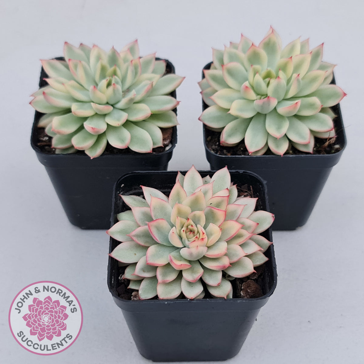 Echeveria Mebina Variegated
