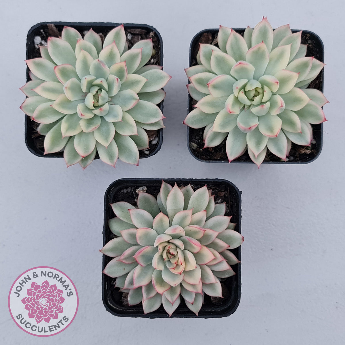 Echeveria Mebina Variegated