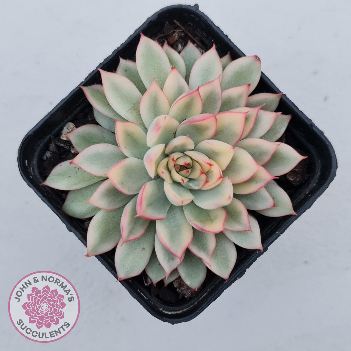 Echeveria Mebina Variegated