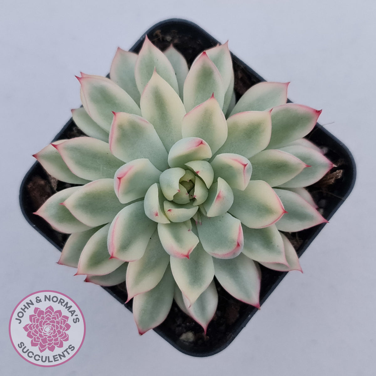 Echeveria Mebina Variegated