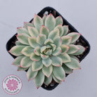 Echeveria Mebina Variegated