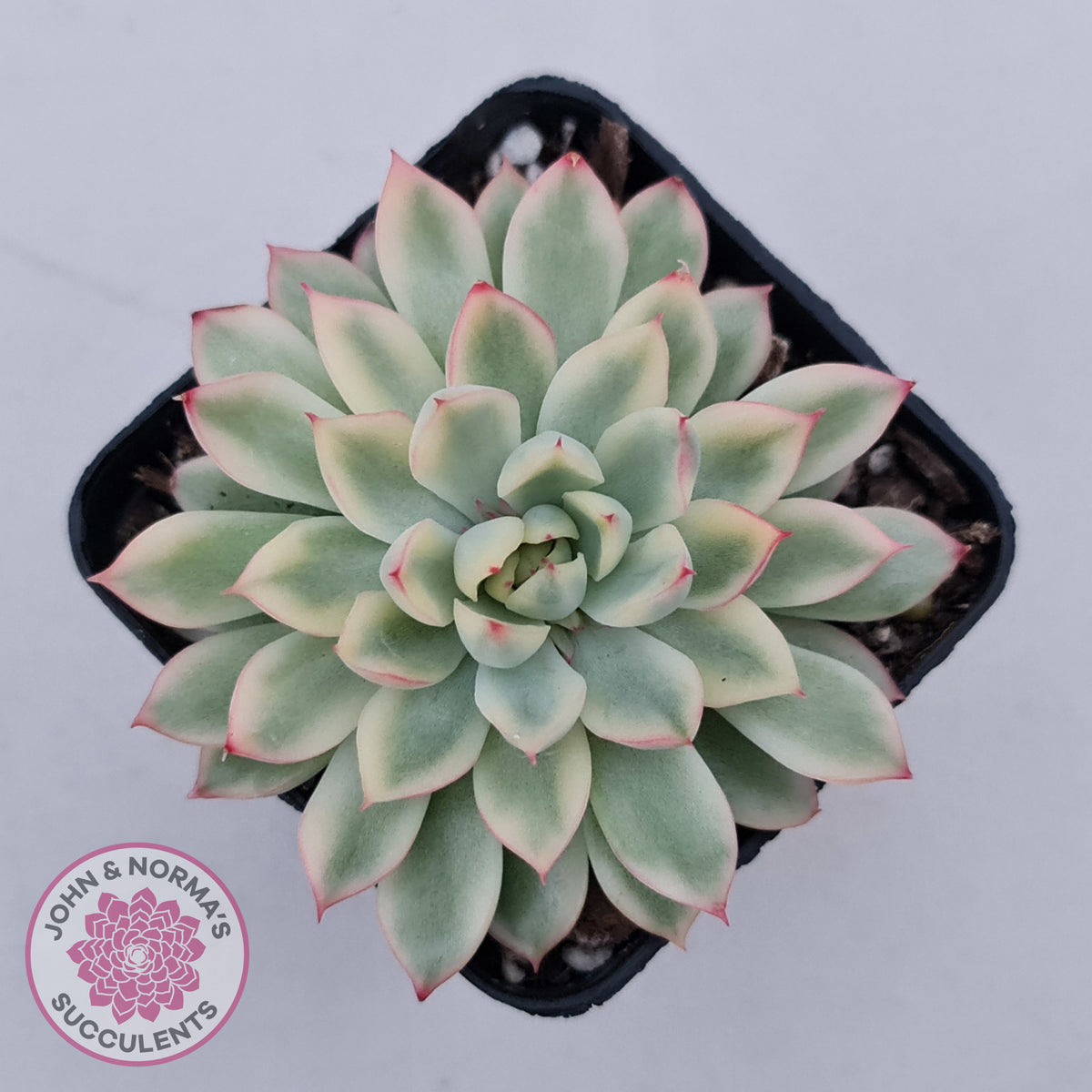 Echeveria Mebina Variegated