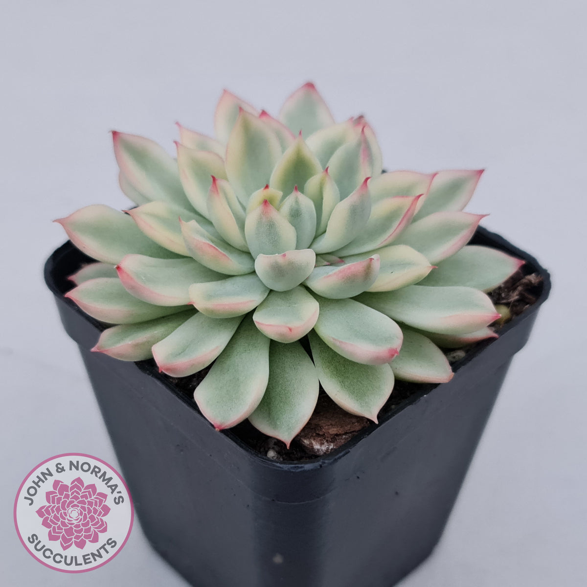 Echeveria Mebina Variegated