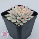 Echeveria Mebina Variegated