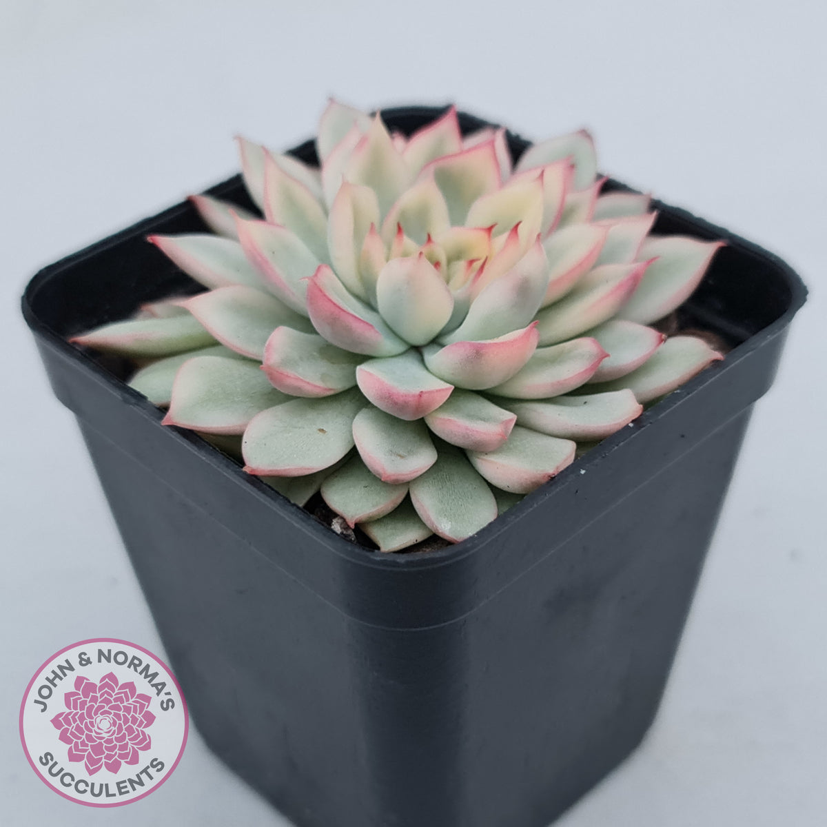 Echeveria Mebina Variegated