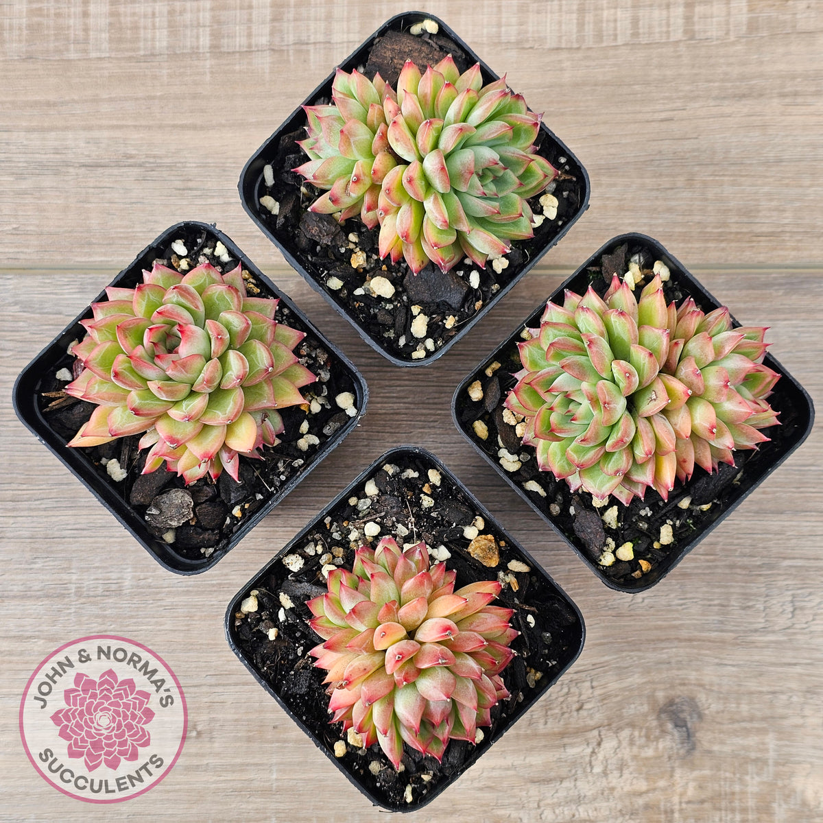 Echeveria-Mebina-x-Hyalina