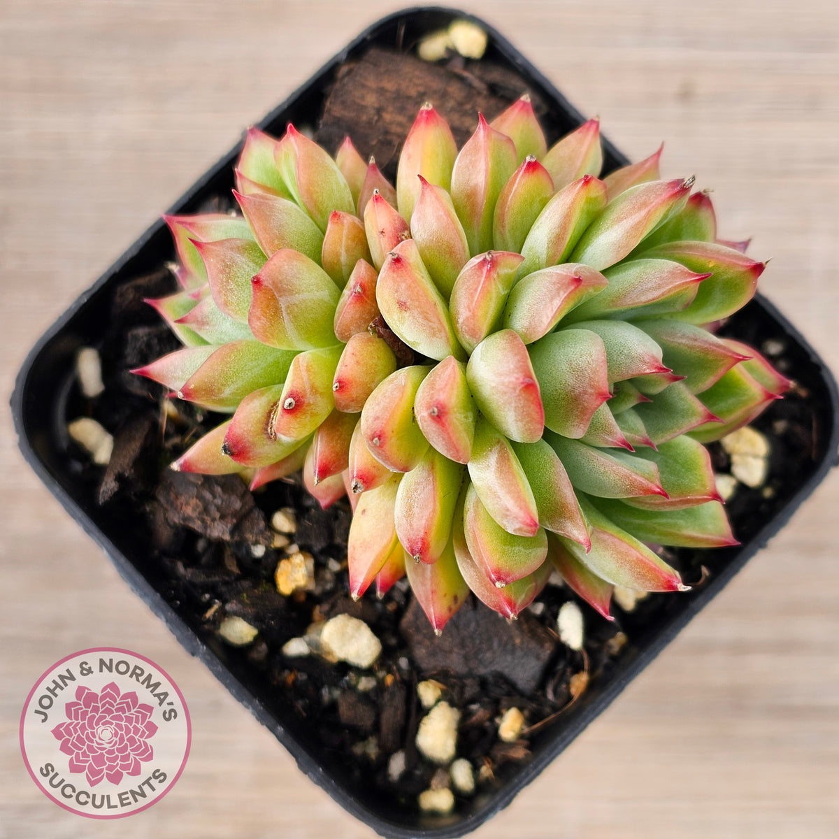 Echeveria-Mebina-x-Hyalina