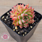 Echeveria-Mebina-x-Hyalina