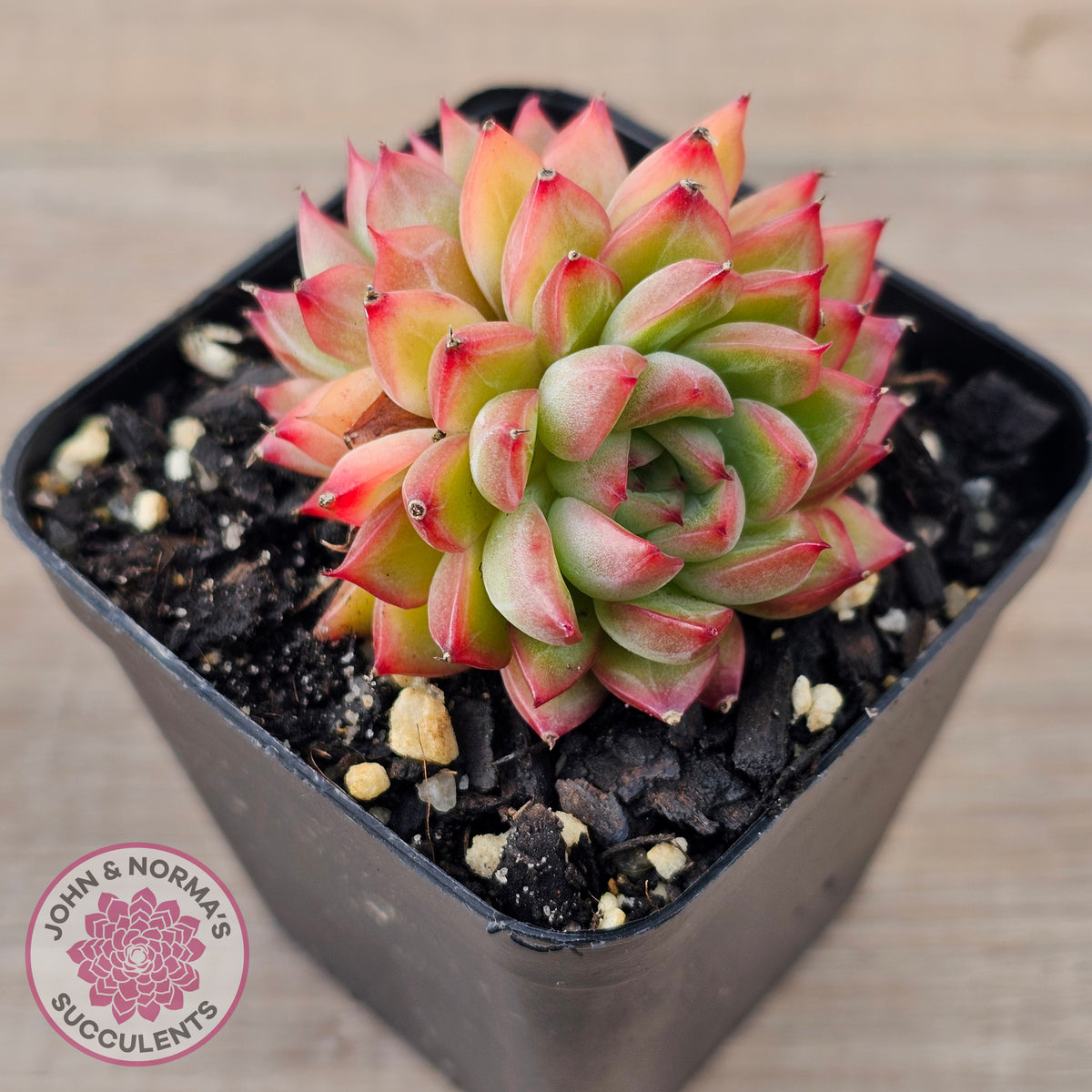 Echeveria-Mebina-x-Hyalina